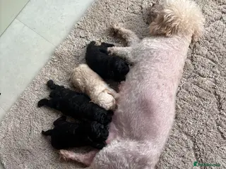 Toy Poodle dogs Toy poodle poodles - Advert 8