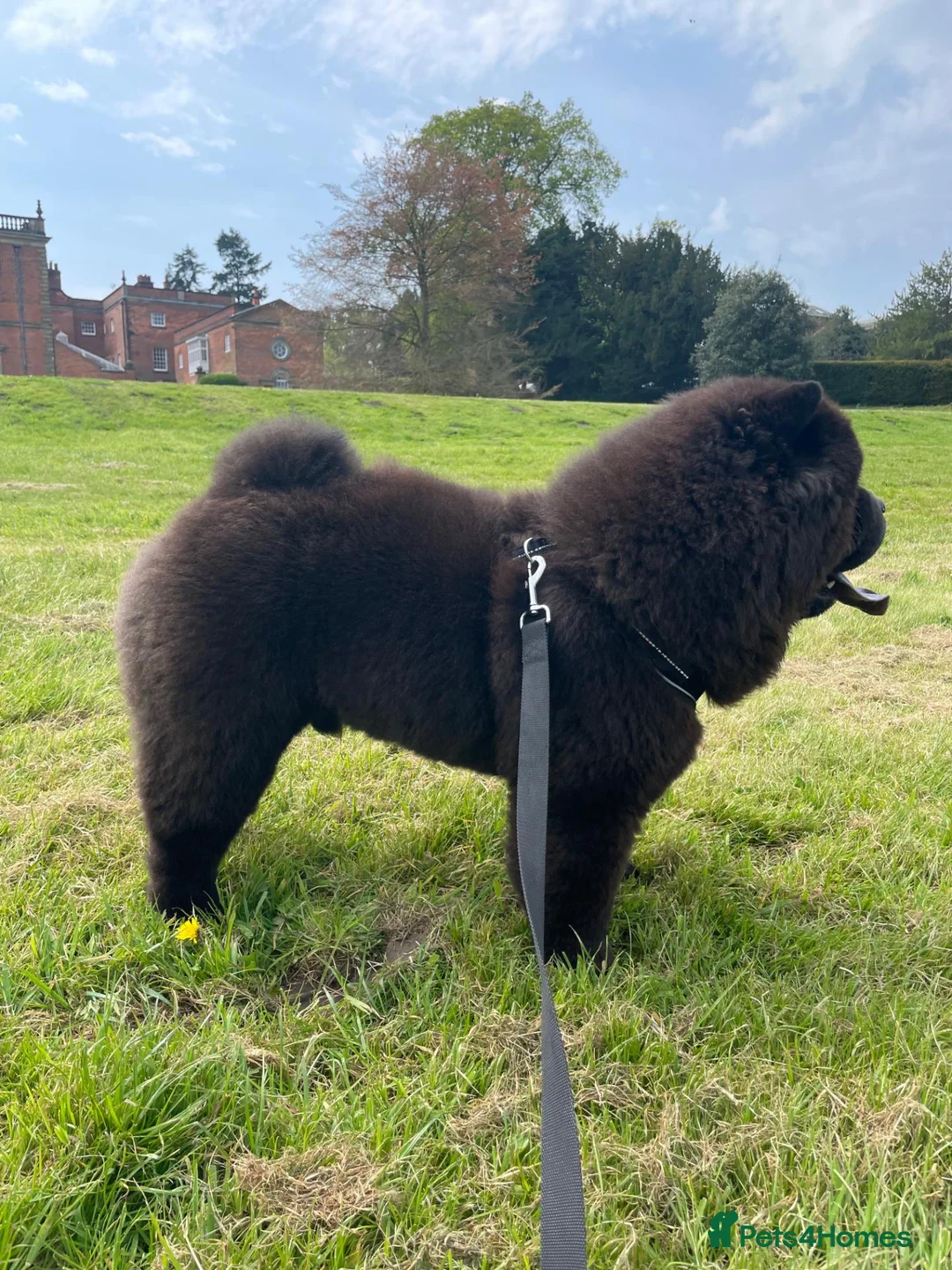 Chow Chow dogs for stud: GLORIOUS KONG for Stud! 🦍 - Advert 11