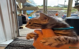 Bengal cats for sale: 3 beautiful silver SBT Bengal - TICA - Image 5