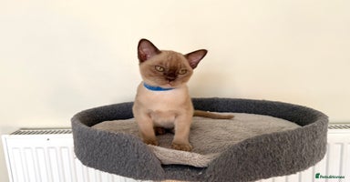 Burmese cats Stunning Beautiful Burnese  - Advert 8
