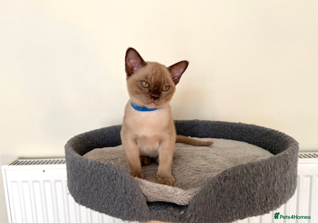 Burmese cats for sale: Stunning Beautiful Burnese  - Advert 2