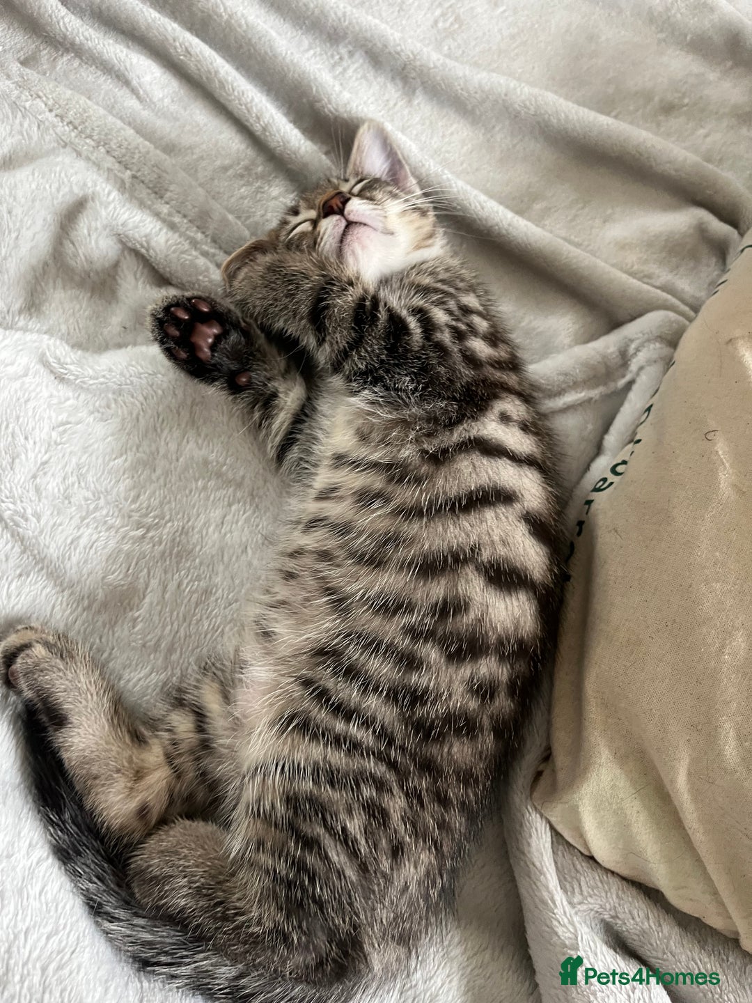 Mixed Breed cats for sale: Beautiful kittens ready for loving new homes.  - Image 13