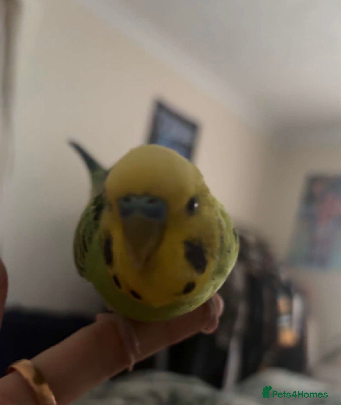 Budgerigars birds Friendly Male Budgie for sale - Advert 2