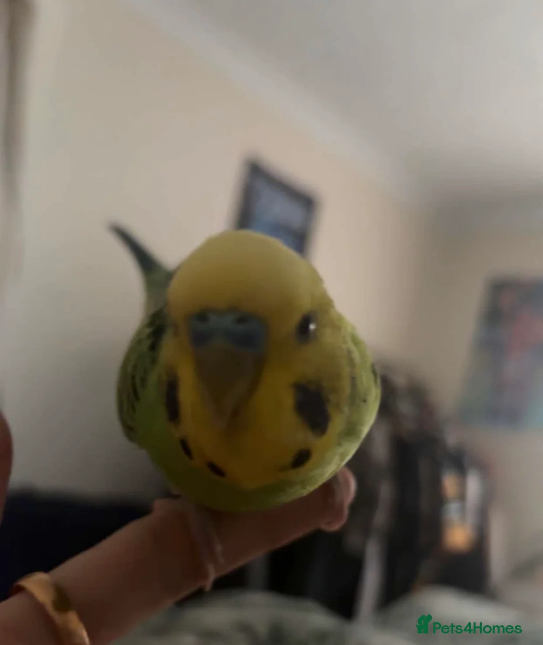 Budgerigars birds for sale: Friendly Male Budgie for sale - Advert 2
