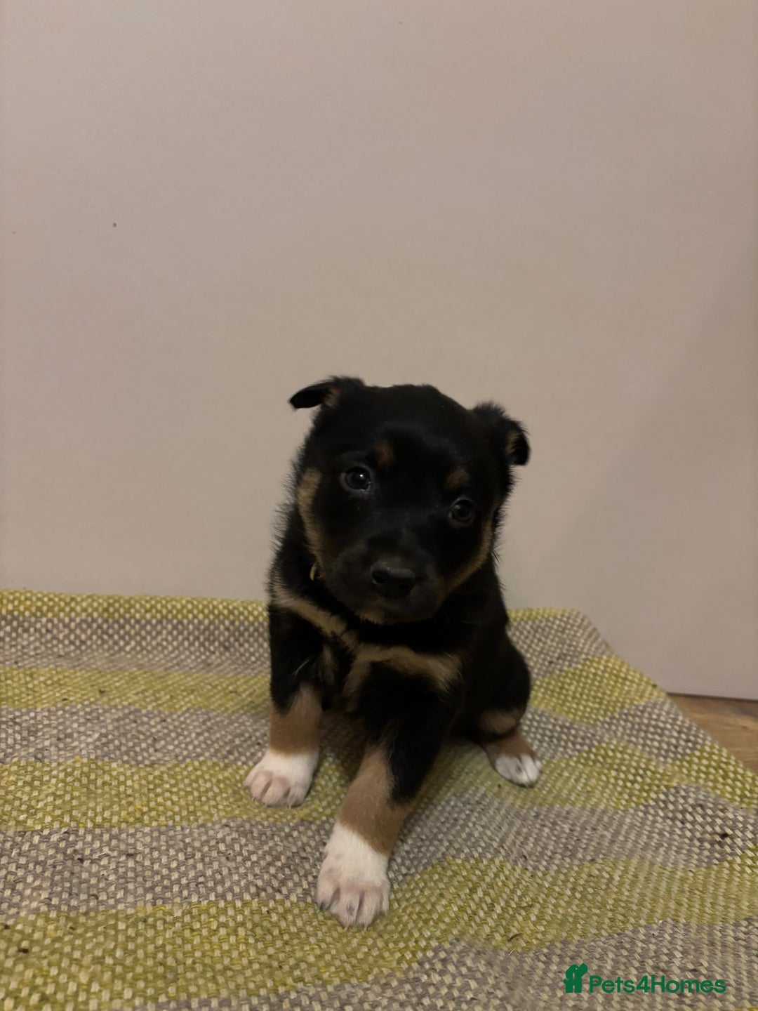 Border Collie dogs for sale: Puppies for sale  - Advert 7