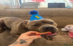 Staffordshire Bull Terrier dogs for sale:  Staffy - Image 4
