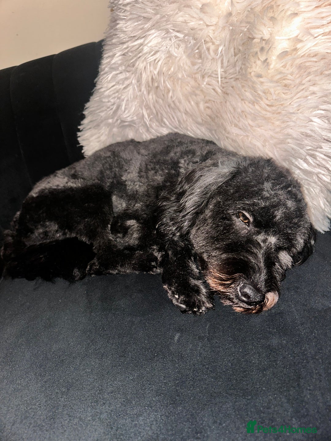 Cockapoo dogs for sale: Cockapoo for sale - Advert 2