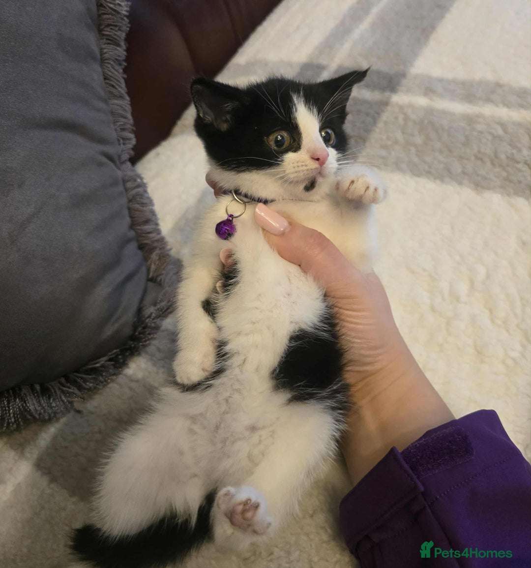 Mixed Breed cats for sale: Adorable kitten - Image 3