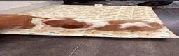 Cavalier King Charles Spaniel dogs for sale: Beautiful Cavalier King Charles Spaniel Puppies! - Advert 8