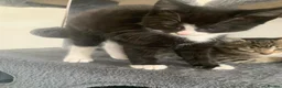 British Shorthair cats for sale: 1 black and white girl left from the litter of 6  - Advert 20
