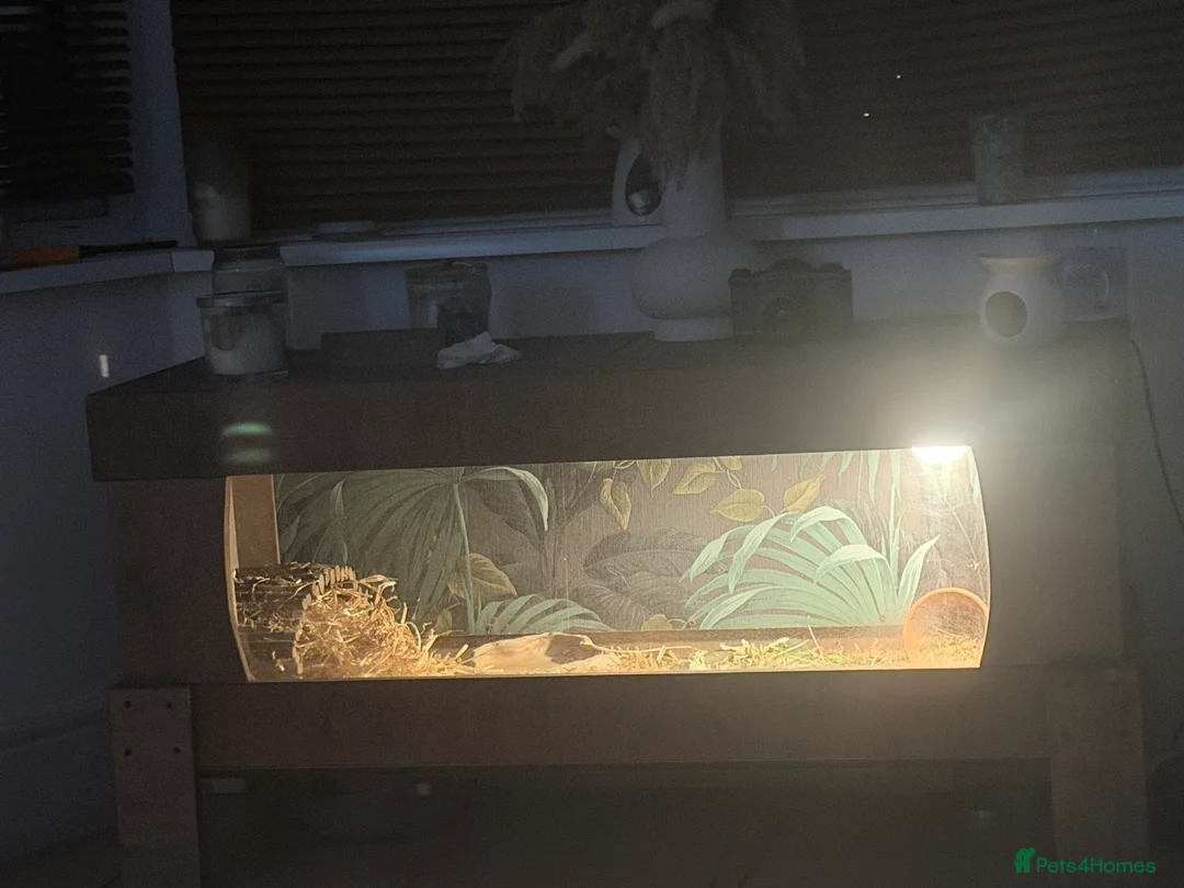 Tortoise reptiles for sale: Horsefield tortoise with custom viv in Swindon - Advert 3