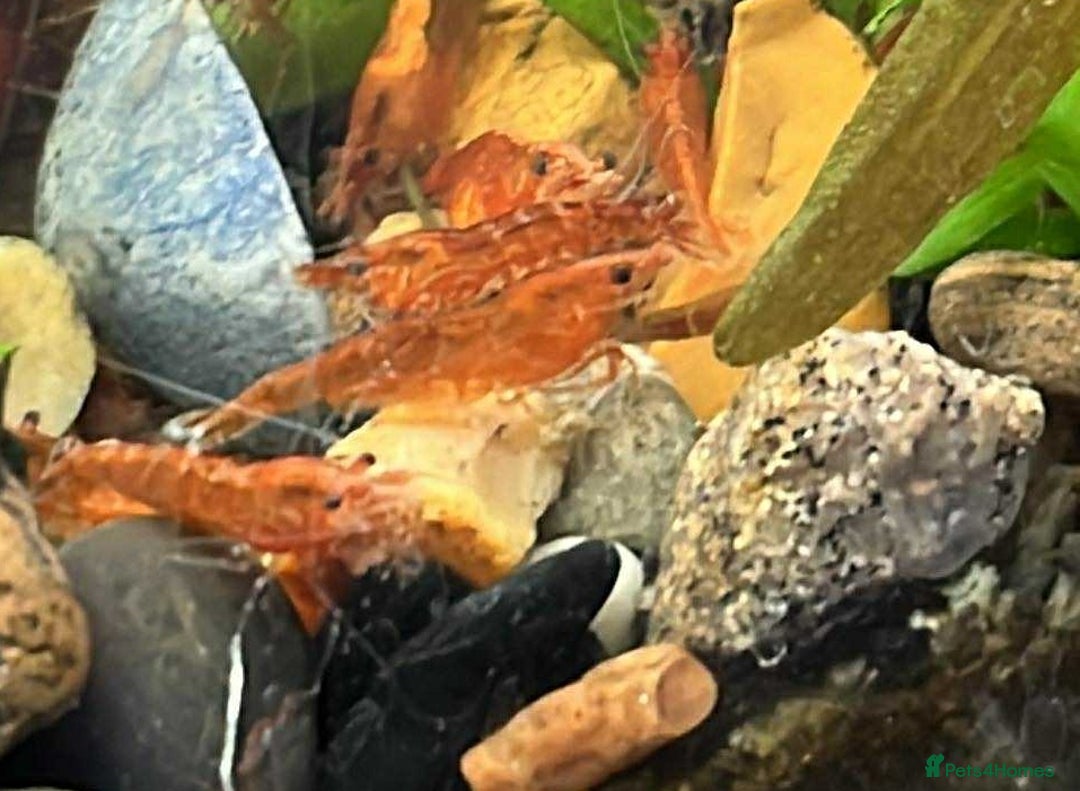 Shrimps fish for sale: freshwater shrimp in assorted colors  - Image 8