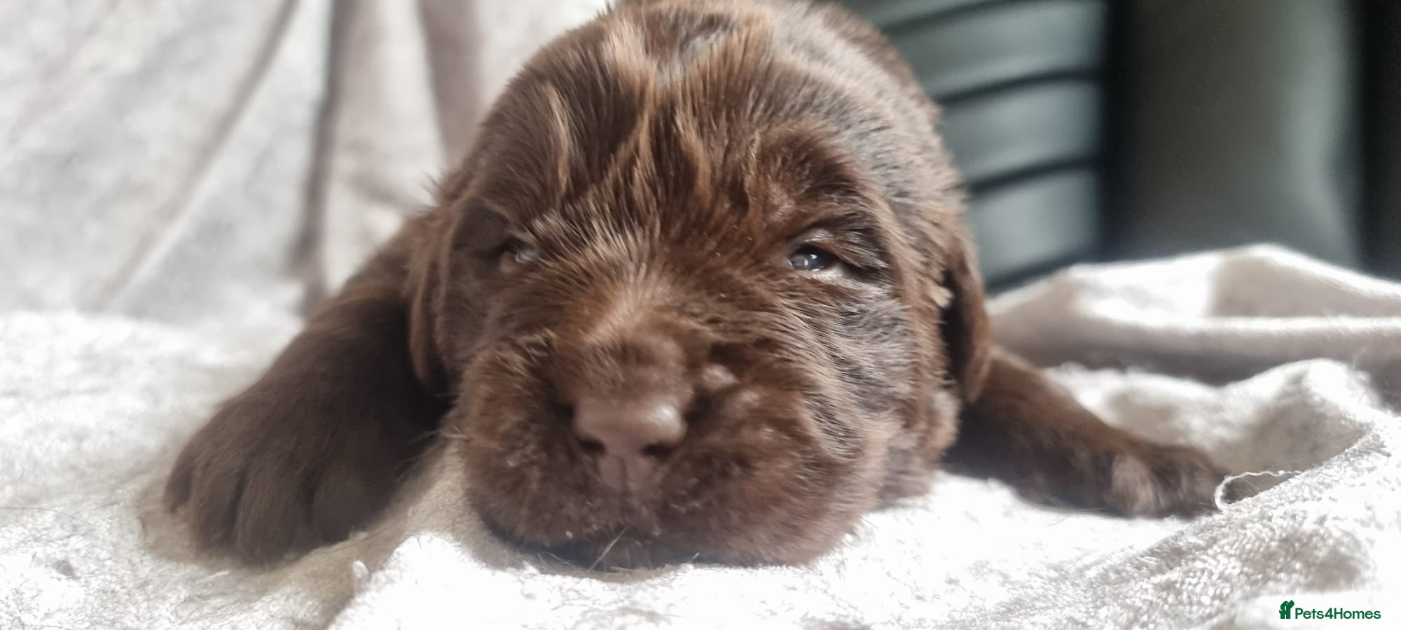 Newfoundland dogs Newfoundland pups for sale - Advert 1