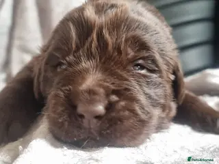 Newfoundland dogs Newfoundland pups for sale - Advert 1