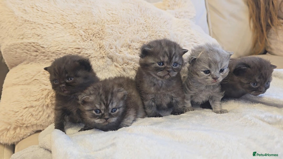 British Shorthair cats for sale: Black smoke british shorthair and 1 blue longhair - Advert 1