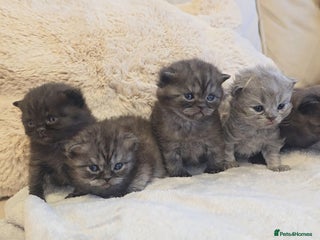British Shorthair cats for sale: Black smoke british shorthair and 1 blue longhair - Advert 1