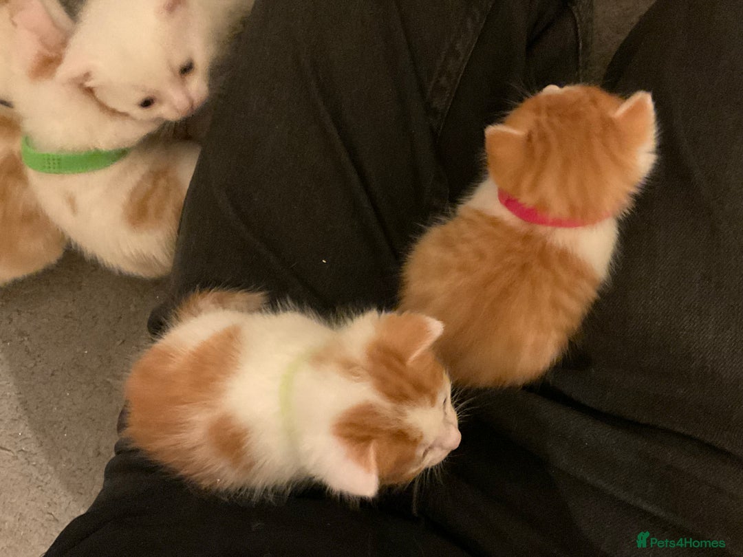 Domestic Shorthair cats for sale: Domestic Shorthairs - 6 Left - Advert 35