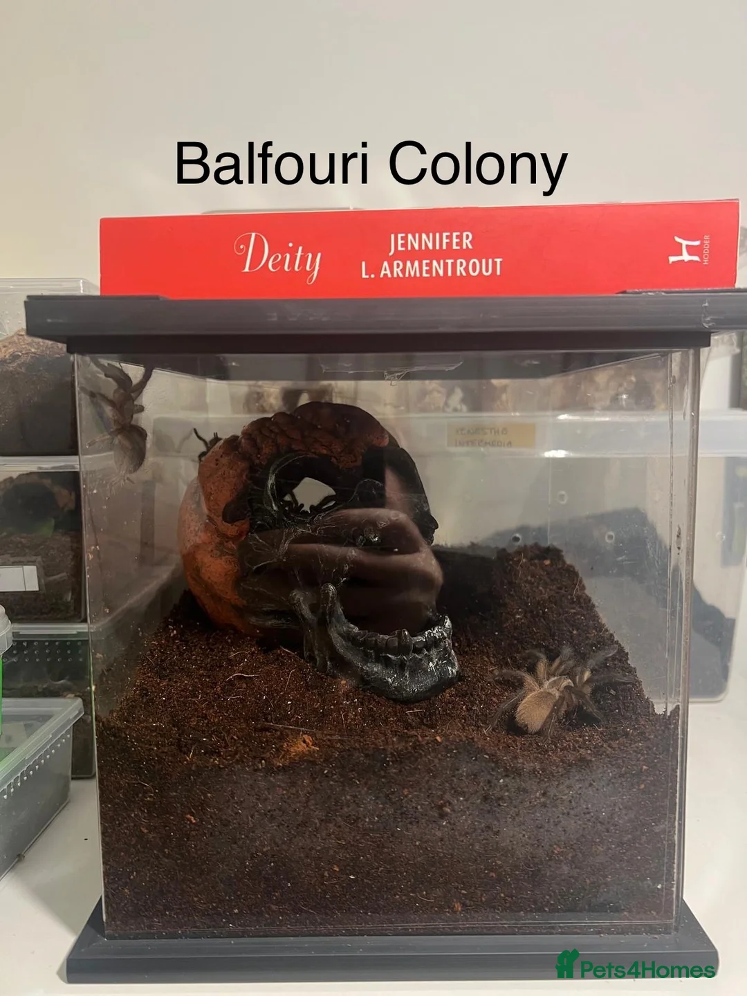 Tarantulas invertebrates for sale: Tarantulas with enclosures 4 sale. Collection Only - Advert 5