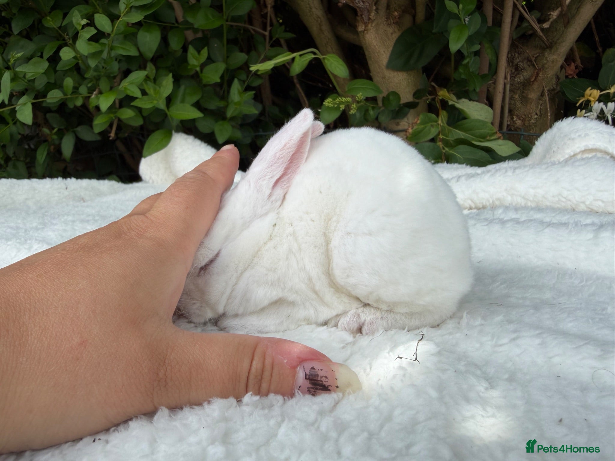 Rex rabbits 2 stunning blue eyed white mini rex babies - Advert 1
