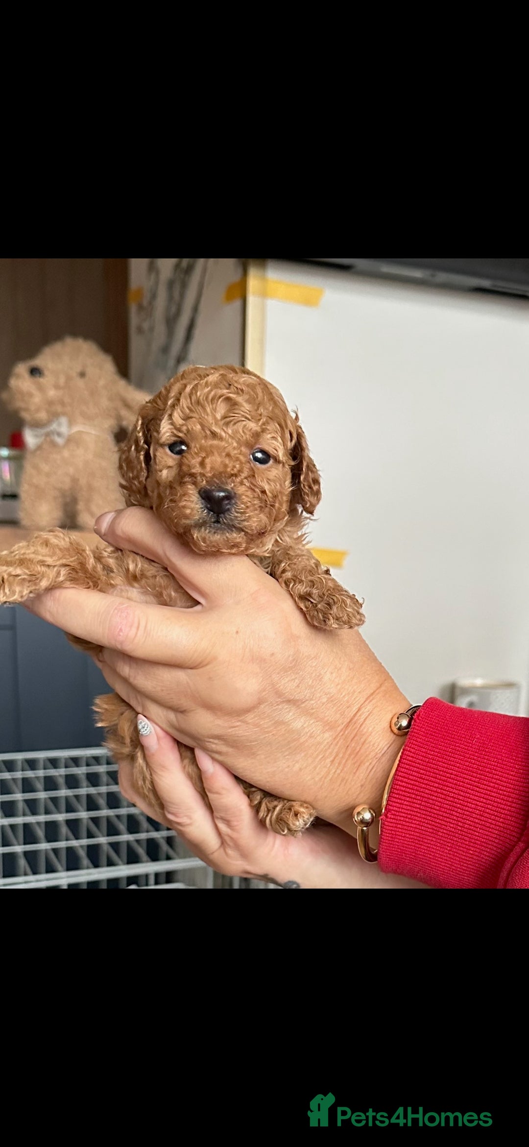 Toy Poodle dogs for sale: Red Toy poodle - Advert 2