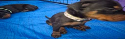 Dobermann dogs for sale: ⭐️⭐️⭐️⭐️⭐️ KC Reg European Dobermann puppies - Advert 10