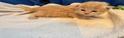 Maine Coon cats for sale: MAGICAL MAINE COON KITTENS - Advert 11