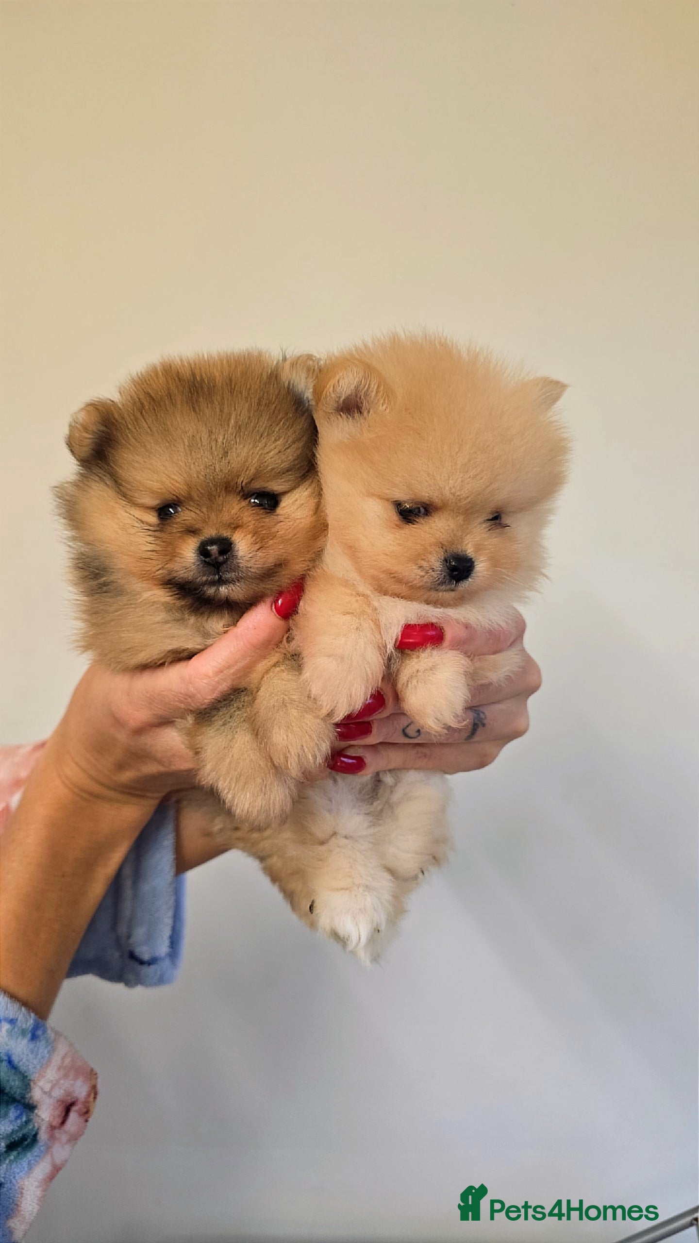 Pomeranian dogs Quality mini  **  pomeranian pups - Advert 10