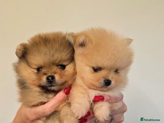 Pomeranian dogs Quality mini ** pomeranian pups - Advert 14