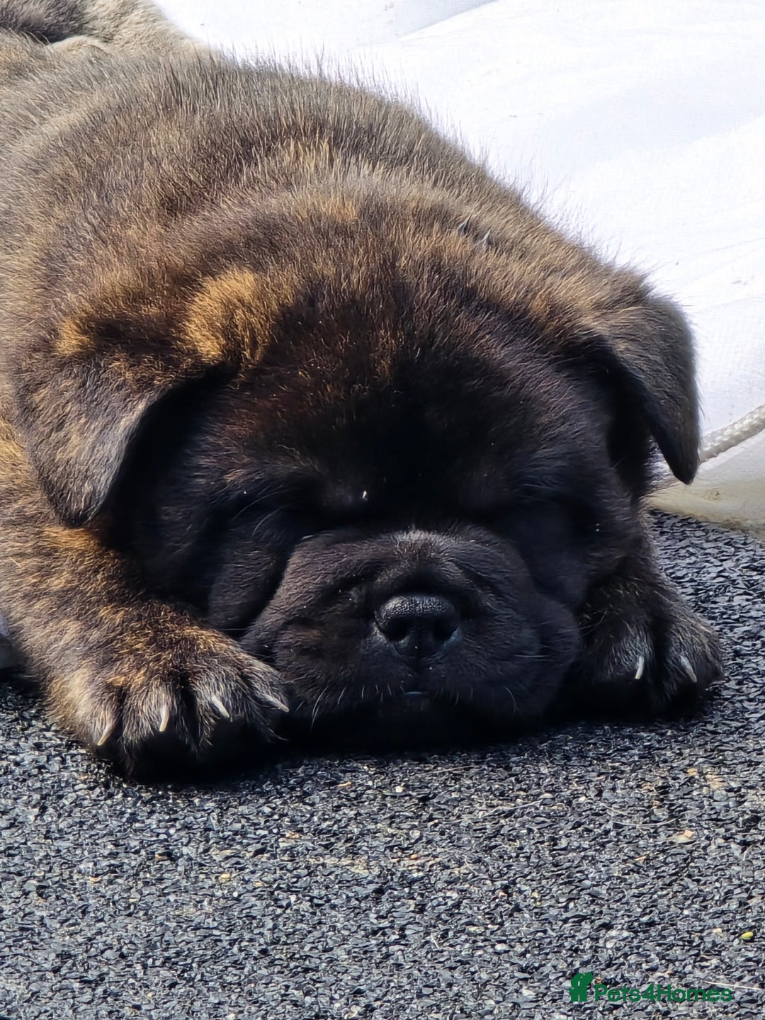 Mixed Breed dogs for sale: French bulldog x Chow Chow - Image 3