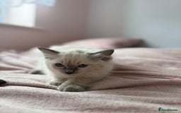Ragdoll cats for sale: Kittens for sale - Image 4