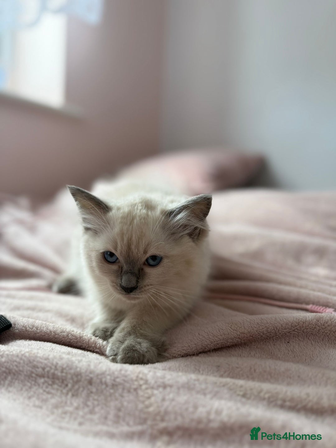 Ragdoll cats for sale: Kittens for sale - Image 4