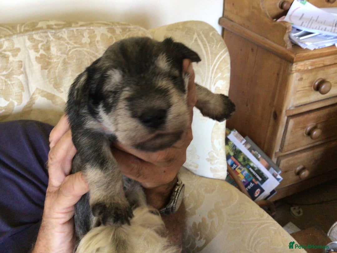Miniature Schnauzer dogs for sale: Fully Health Tested KC Reg Mini Schnauzer pups - Image 7