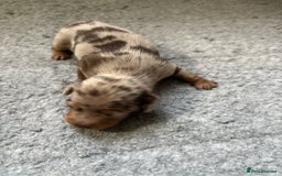 Dachshund dogs for sale: Cross miniature dachshund puppies - Image 6