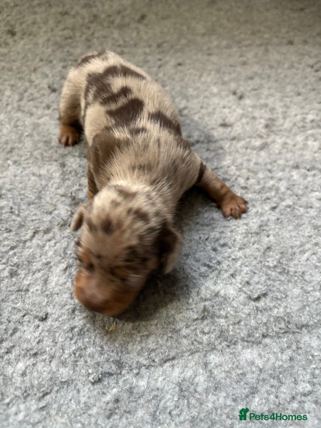 Dachshund dogs for sale: Cross miniature dachshund puppies - Image 6