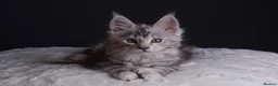 Maine Coon cats for sale: Black Silver Polydactyl MaineCoon Active Register  in Bonnybridge - Advert 7