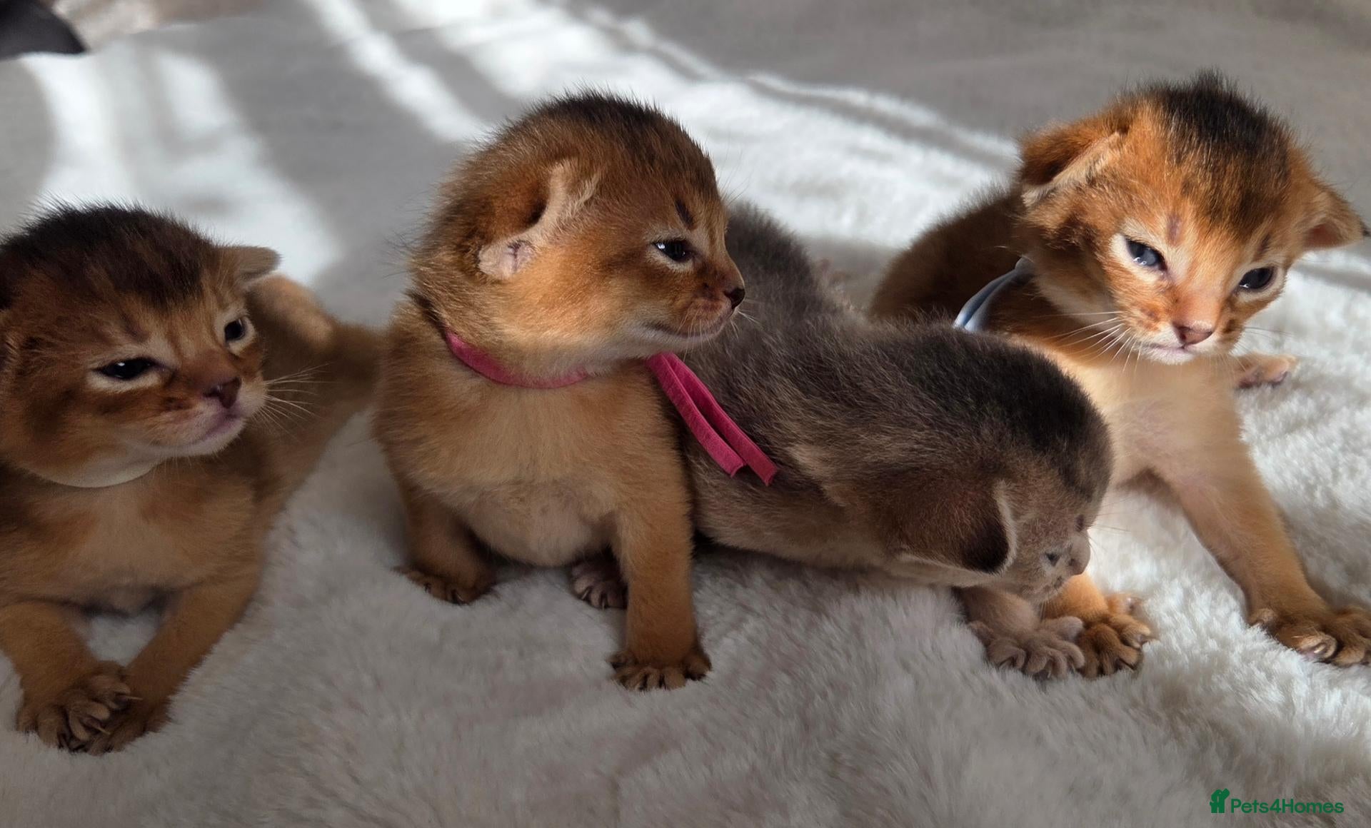 Abyssinian cats for sale: Beautiful Abyssinian Kittens – TICA Registered 🐾 - Advert 1