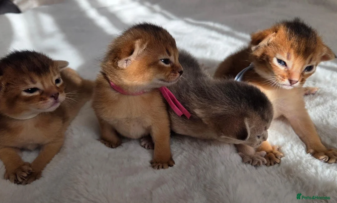 Abyssinian cats for sale: Beautiful Abyssinian Kittens – TICA Registered 🐾 - Advert 1