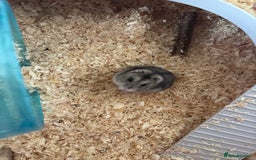 Hamster rodents for sale: 2x male dwarf hamsters for sale - Image 4