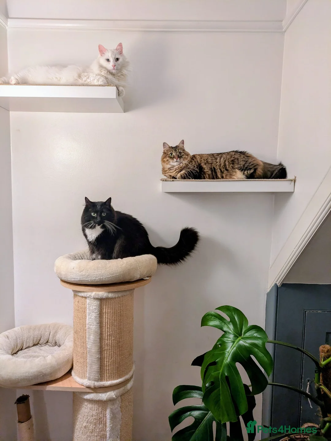 Mixed Breed cats for sale: Playful Maine Coon Mix Needs a Home - Advert 2