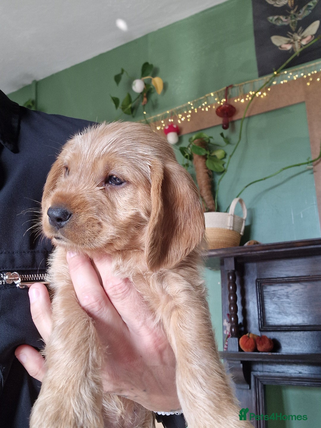 Mixed Breed dogs for sale: Vizslapoo/ Cockapoo puppies - Image 3