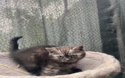 Persian cats for sale: Mixed breed persians - Image 2