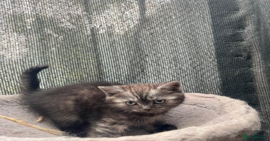 Persian cats - Advert 2