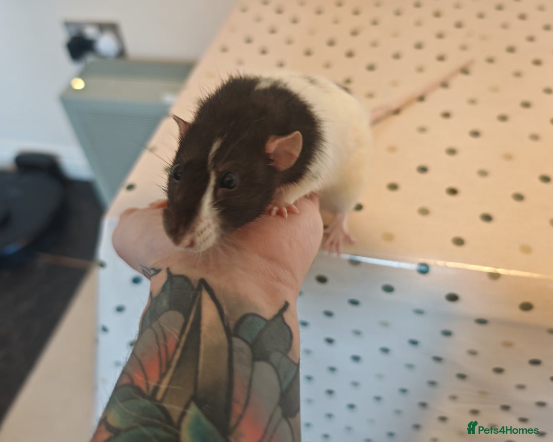 Rat rodents for sale: Trio of Male Dumbo Rats and Cage - Advert 7