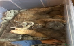 Mixed Breed cats for sale: Half mine coon half British  - Image 17