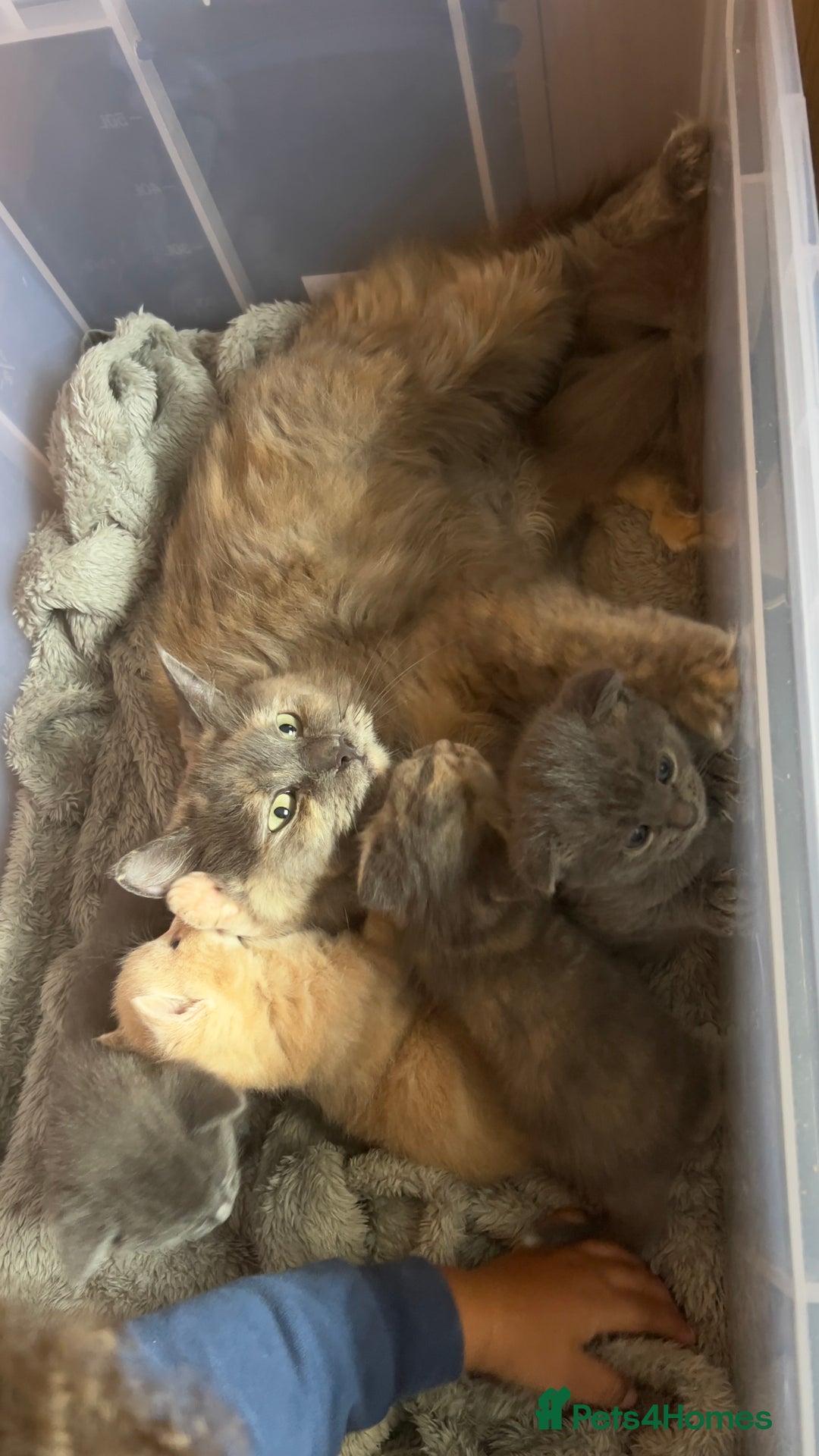 Mixed Breed cats for sale: Half mine coon half British  - Image 17