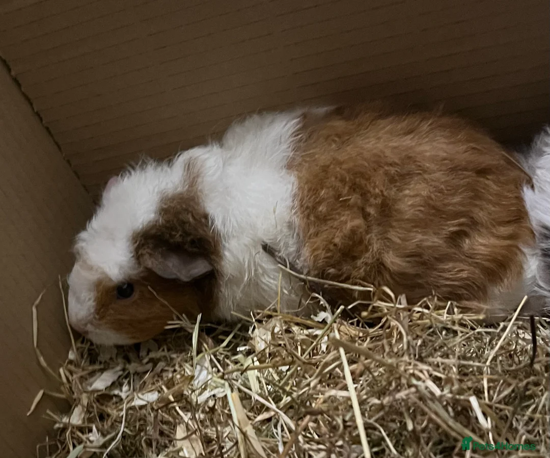 Guinea Pig rodents for sale: 2 male guinea pigs  - Advert 2