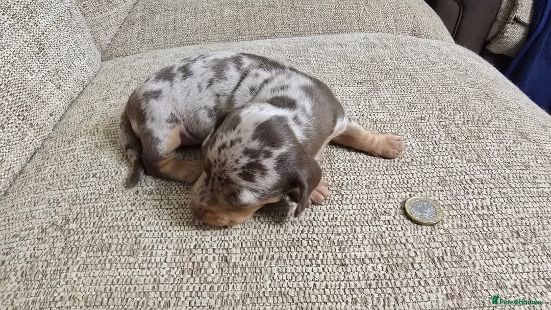 Miniature Dachshund dogs for sale: Miniature dachshund Puppies  - Advert 8