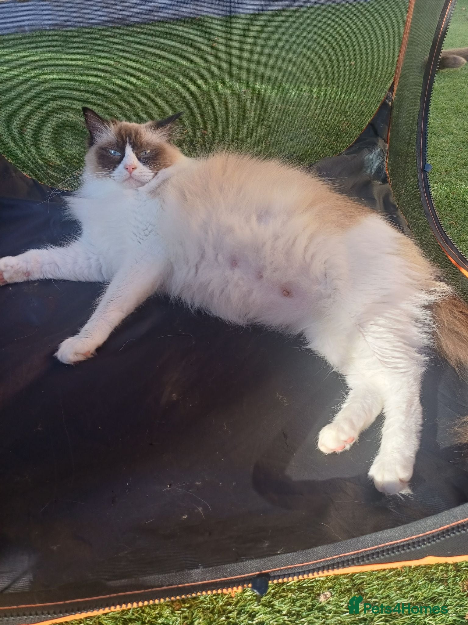 Ragdoll cats Pedigree ragdolls  - Advert 3