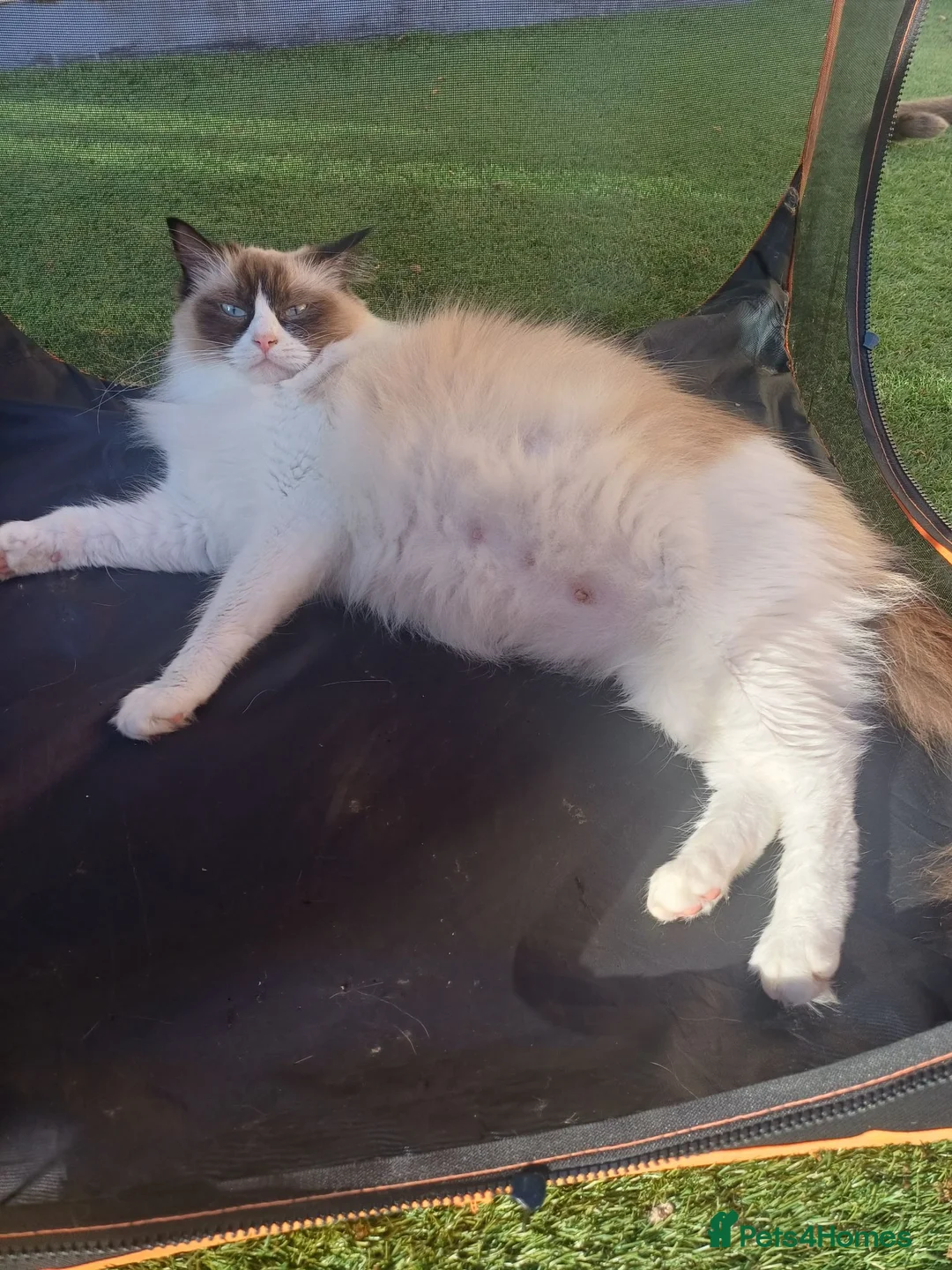 Ragdoll cats for sale: Pedigree ragdolls  in Southampton - Advert 1
