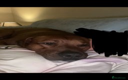 Rhodesian Ridgeback dogs for stud: Stud Rhodesian Ridgeback Stanley.  - Image 5